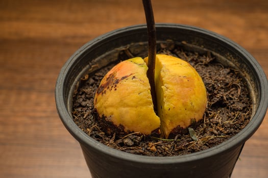 Macro shot of sprouted avocado seed planted in a pot on a wooden table photo