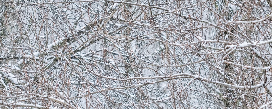 Fairytale fluffy snow-covered trees branches, nature scenery with white snow and cold weather. Snowfall in winter park photo