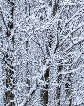 Fairytale fluffy snow-covered trees branches, nature scenery with white snow and cold weather. Snowfall in winter park photo