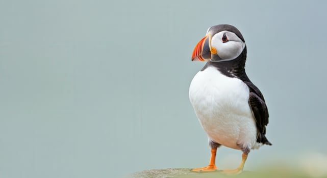 Atlantic puffin portrait with vibrant beak against soft background for wildlife photography photo