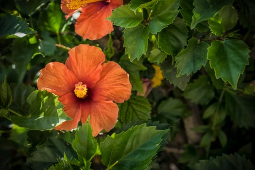 A beautiful orange hibiscus flower blooming in a garden photo