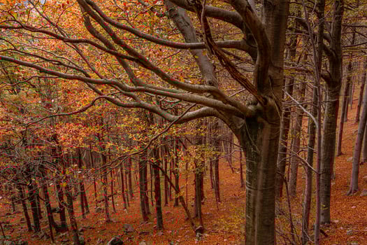 Red forest in autumn at Colle del Melogno, Italy. photo