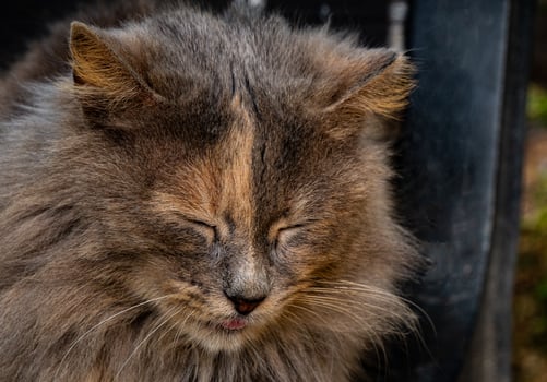 close up shot of a furry cat that seems to be sleeping and resting in the open air photo