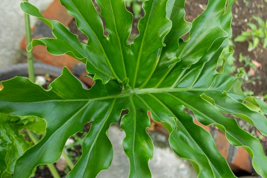 Wavy Green Leaf Texture - Natural and Detailed Close-Up photo