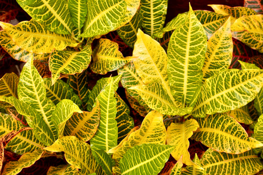 Crotons textured colorful yellow and green botanical plant leaves isolated on horizontal full frame background. photo