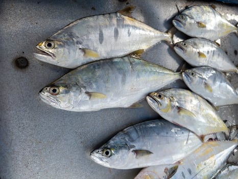 Background of fresh raw sea fish sell in fishery fresh market photo