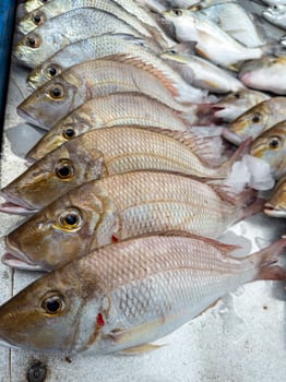 Background of fresh raw sea fish sell in fishery fresh market photo