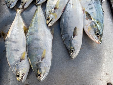 Background of fresh raw sea fish sell in fishery fresh market photo