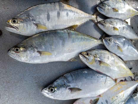 Background of fresh raw sea fish sell in fishery fresh market photo