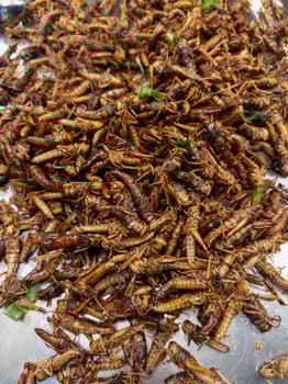 Deep fried grasshopper, local northern Thailand food, Thai street food photo