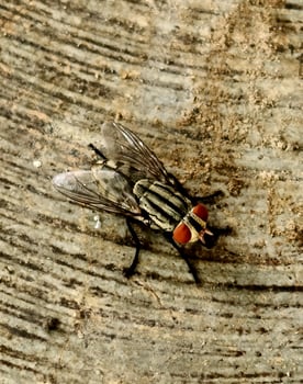 close up fly. pest animal sign and symbol. photo