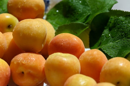 a bunch of ripe apricots on a plate photo