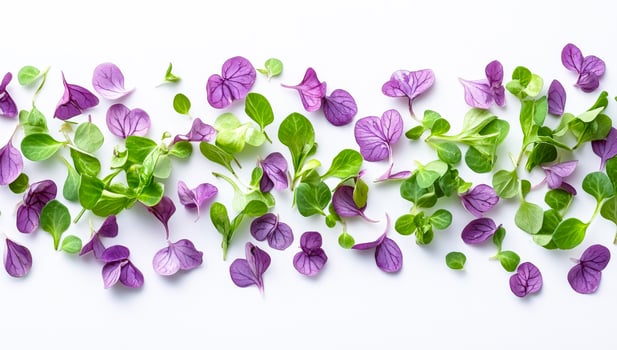 Fresh microgreens are spread evenly across a white surface showcasing vibrant purple and green leaves. photo