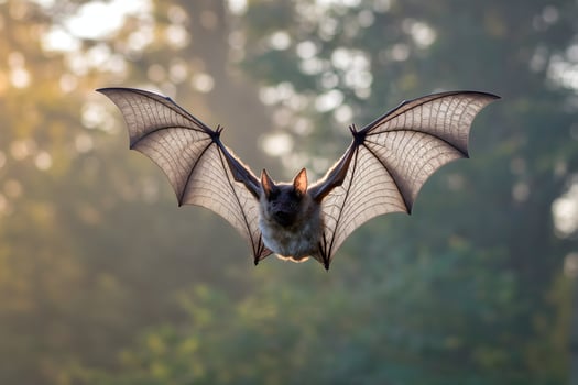 Bat mid flight, veined wings extended, golden forest light adds warm ambiance photo