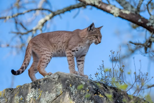 Bobcat atop rugged rock, spotted fur contrasts clear blue sky and mossy stone photo