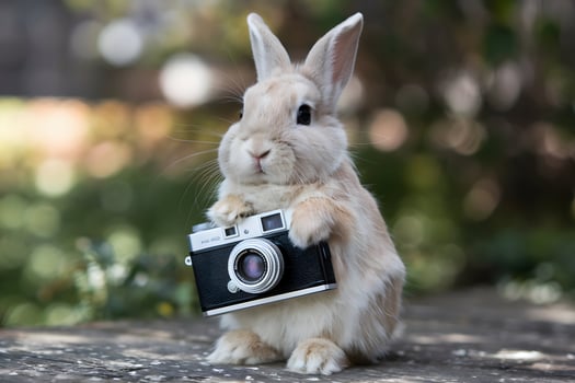 Light brown rabbit holding vintage camera outdoors, greenery adds charming atmosphere photo