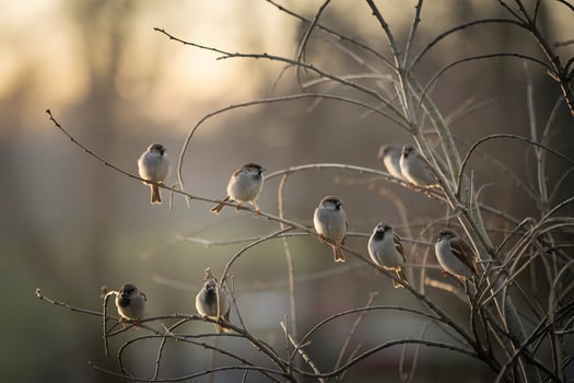 Sparrows perch on bare branches, illuminated by golden dawn or dusk light photo