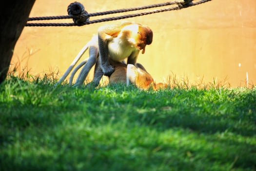 A pair of proboscis monkeys interacting on grass in a zoo enclosure under sunlight photo