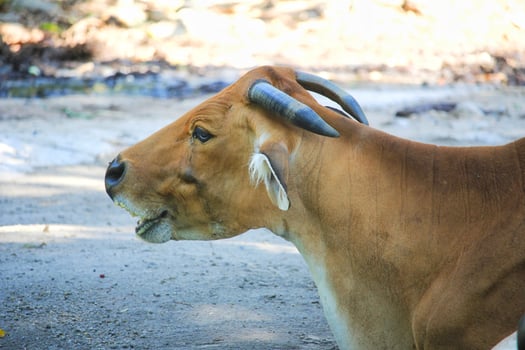 cow resting peacefully on dirt ground in a rural setting, illuminated by soft sunlight photo