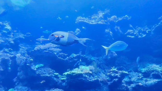 Fish swimming in aquarium wildlife park in California Academy of Sciences in San Francisco where you find exotic tropical blue and yellow fish in aquarium with corals in background photo