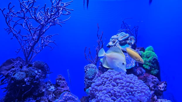 Fish swimming in aquarium wildlife park in California Academy of Sciences in San Francisco where you find exotic tropical blue and yellow fish in aquarium with corals in background photo