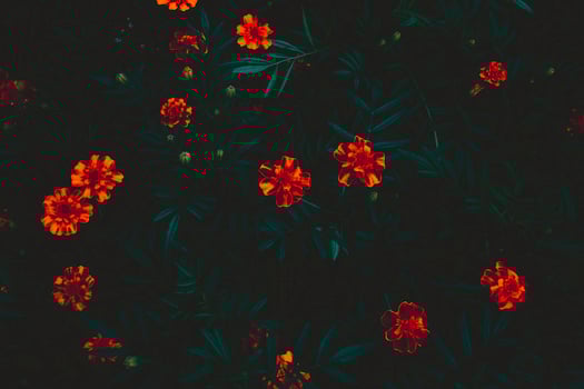 marigold flowers on a dark picture. photo