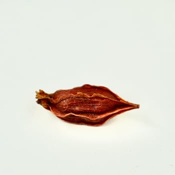 One piece of brown dried gardenia organic food and tea ingredients isolated on square white background. photo