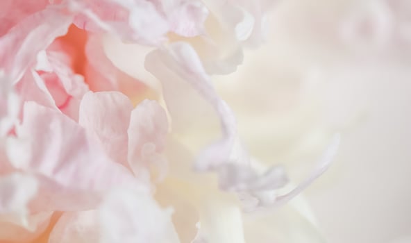 White pink peony petals. Soft focus. Abstract floral background for holiday design photo
