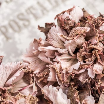 Abstract floral background, pink dried carnation flower petals. Macro flowers backdrop for holiday brand design photo