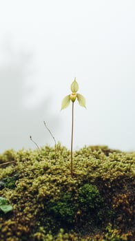 Paphiopedilum flower spike rising from moss, photorealistic photo