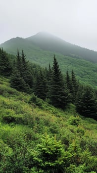 Rhododendron masses anchor hillsides near forest edges, wallpaper photo