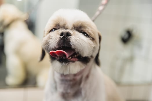 Dog care. Grooming of dogs in the salon. photo