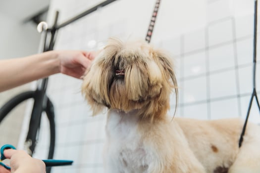 Dog care. Grooming of dogs in the salon. photo