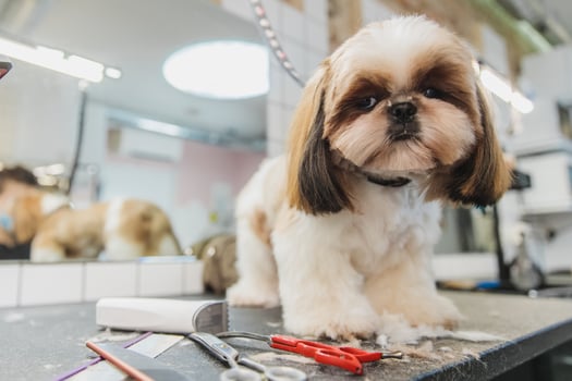 Dog care. Grooming of dogs in the salon. photo