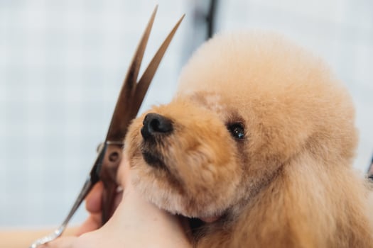 Dog care. Grooming of dogs in the salon. photo