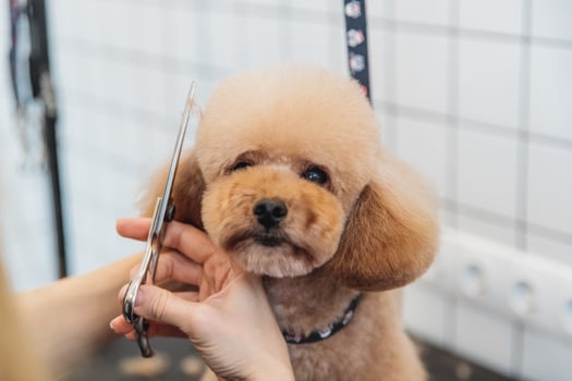Haircut of a little poodle. photo