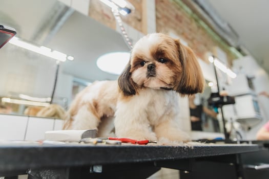 Dog care. Grooming of dogs in the salon. photo