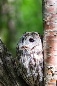 Cute tawny owl in the deep forest. Owl sitting on a tree photo