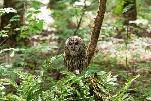 A small owl sitting on a branch in the woods photo