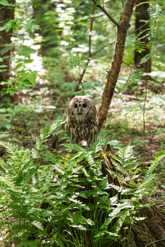 A small owl sitting on a stump in the woods photo