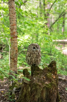 A small owl sitting on a stump in the woods photo