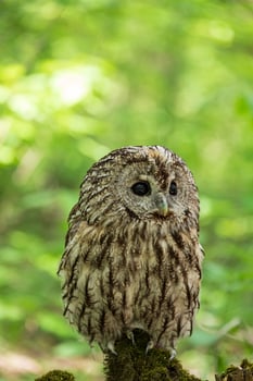 A small owl is sitting on a tree stump photo