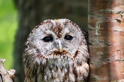 A close up of an owl sitting on a tree photo