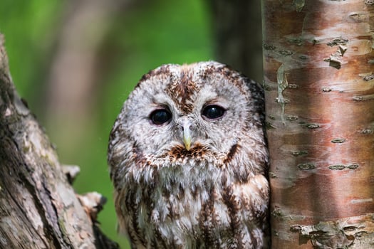 An owl is peeking out from behind a tree photo