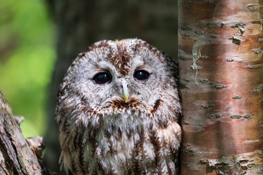 A small owl is peeking out from behind a tree photo