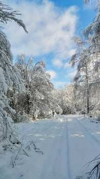 Road in a winter forest on a frosty sunny morning photo