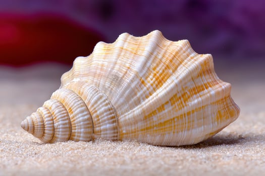 Vibrant seashell on sandy beach photo