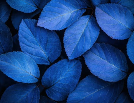 vibrant blue leaves in nature photo