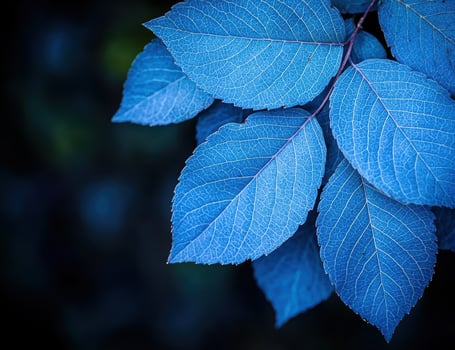 Vibrant blue leaves with intricate veins photo