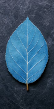 Intricate blue leaf on dark background photo